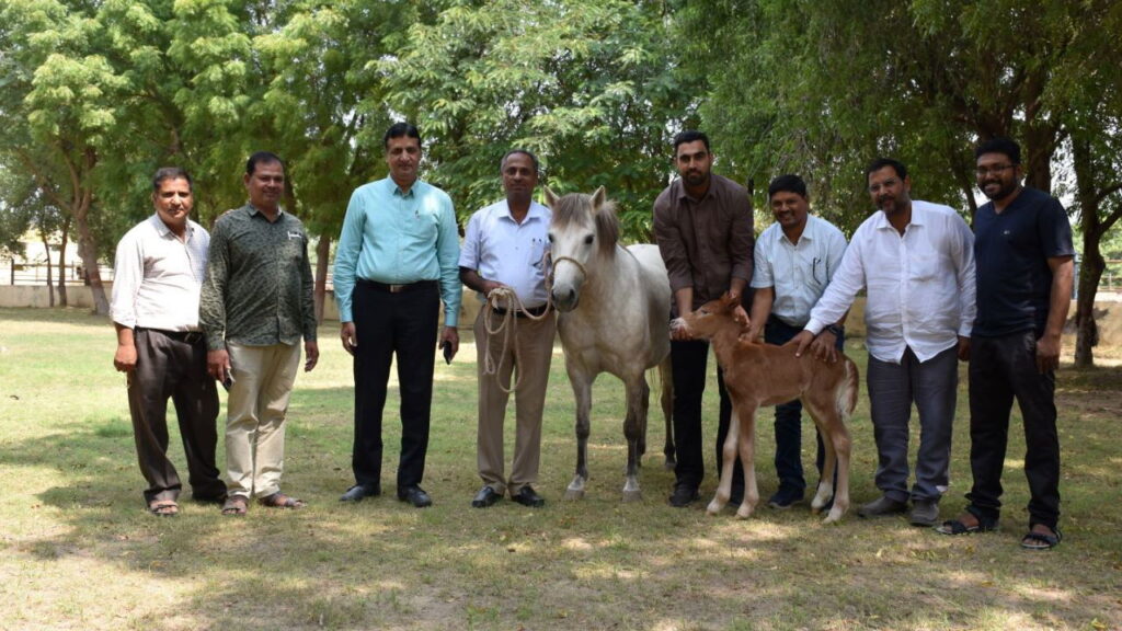 રાજ-શીતલ: ICAR-NRCE એ એમ્બ્રીયો ટ્રાન્સફર દ્વારા ઉત્પાદિત દેશનું પ્રથમ જીવંત ઘોડાનું બચ્ચું પહોંચાડ્યું