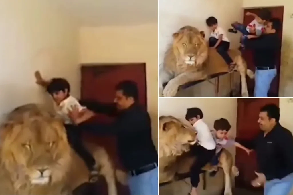 Animal Viral Video: માણસ પોતાના બાળકોના જીવ સાથે રમે છે! ફોટોશૂટ માટે તેમને સિંહની પીઠ પર રાખે છે, પછી આવું થાય છે; જુઓ - DNP INDIA