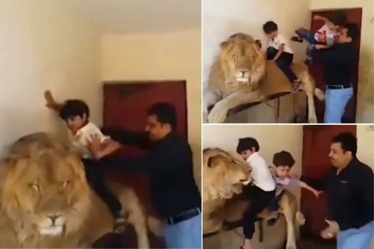 Animal Viral Video: માણસ પોતાના બાળકોના જીવ સાથે રમે છે! ફોટોશૂટ માટે તેમને સિંહની પીઠ પર રાખે છે, પછી આવું થાય છે; જુઓ - DNP INDIA