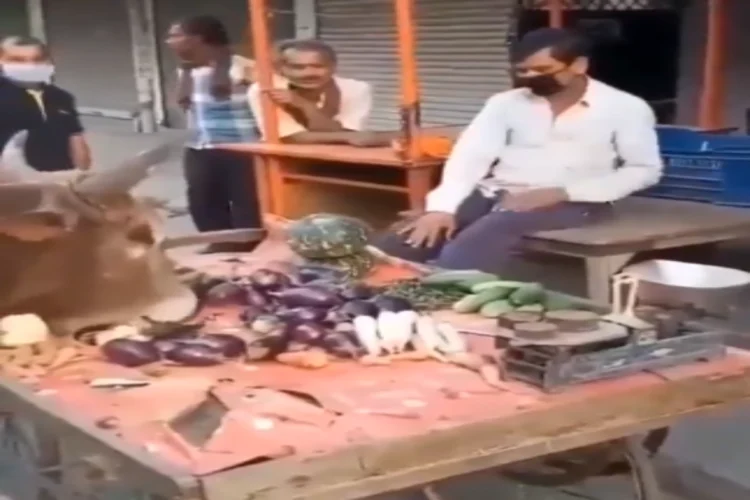 Viral Video: હૃદયસ્પર્શી ચેષ્ટા! ગરીબ વિક્રેતા તેના શાકભાજી પર આખલાને મિજબાની કરવા દે છે, ઓનલાઇન દિલ જીતે છે, જુઓ