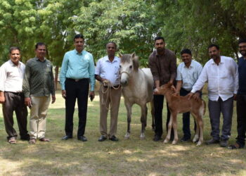 રાજ-શીતલ: ICAR-NRCE એ એમ્બ્રીયો ટ્રાન્સફર દ્વારા ઉત્પાદિત દેશનું પ્રથમ જીવંત ઘોડાનું બચ્ચું પહોંચાડ્યું