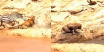 Animal Viral Video: નિયતિ! સિંહ બેબી ઝેબ્રા પર હુમલો કરે છે, માતા બચાવવા માટે તેના શ્રેષ્ઠ પ્રયાસો કરે છે, જુઓ