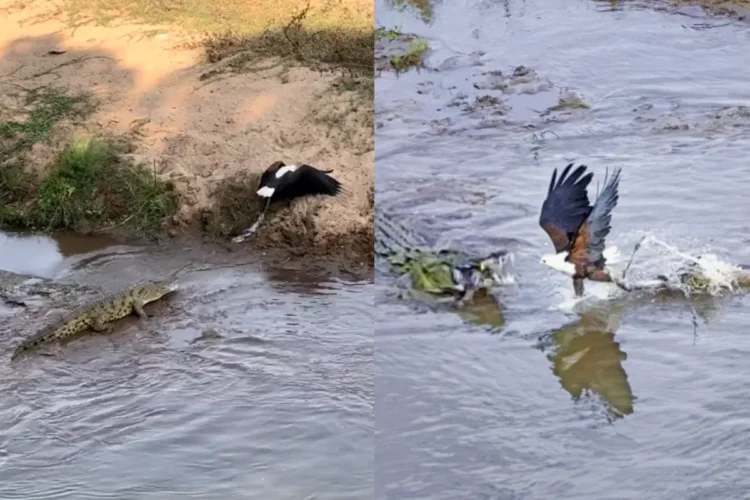 એનિમલ વાઈરલ વીડિયો: એપિક! નિર્ભય ગરુડ મગરને ખોરાક માટે પડકારે છે, નેટીઝન કહે છે 'આ પહેલા ક્યારેય જોયો નથી'