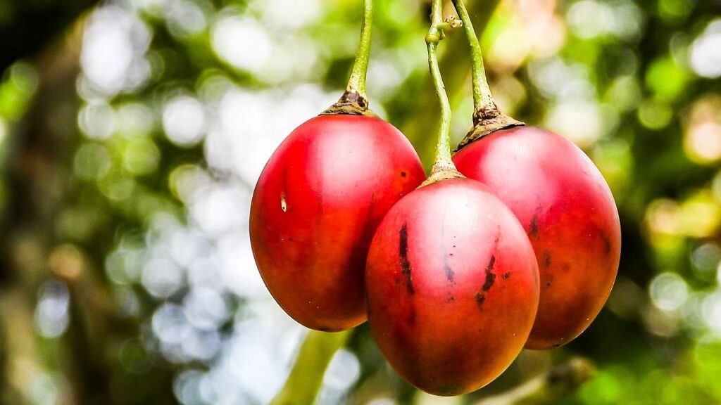 Tamarillo: આરોગ્ય લાભો અને વૃદ્ધિ સંભવિત સાથે પર્વતીય ખેડૂતો માટે એક નફાકારક ફળ