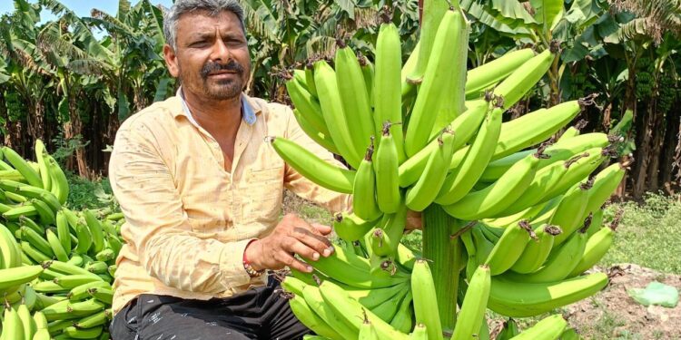 ગુજરાતના ખેડૂત હાઇ-ટેક કેળાની ખેતી અને ટીશ્યુ કલ્ચર ટેકનોલોજી દ્વારા વાર્ષિક 50-60 લાખની કમાણી કરે છે