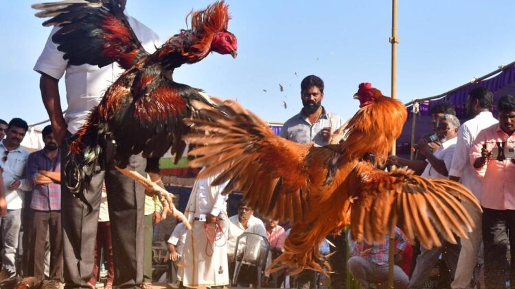 મહિન્દ્રા થર્સ અને રોયલ એનફિલ્ડ્સ વિજેતા ઈનામો સાથે આંધ્ર પ્રદેશમાં કોકફાઈટ્સ નવી ઊંચાઈએ પહોંચે છે