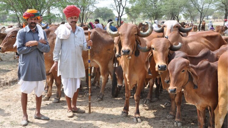 મુખ્ય મંત્રી મંગલા પશુ વીમા યોજના: ખેડૂતો માટે રાજસ્થાનની મફત પશુધન વીમા યોજના; 12 જાન્યુઆરી, 2025 સુધીમાં અરજી કરો