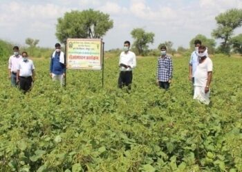 સીડ હબ દ્વારા મગની સુધારેલી જાતોનો પ્રચાર