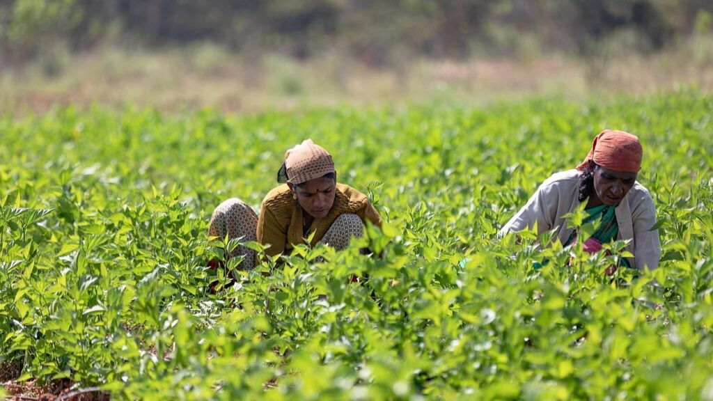 આંતરરાષ્ટ્રીય મહિલા દિવસ 2025: ભારતીય કૃષિમાં મહિલાઓની સશક્તિકરણ ભૂમિકાની ઉજવણી