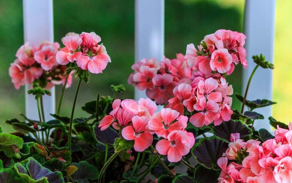 તમારા બેકયાર્ડને Geraniums સાથે $ 10,000 ના ખજાનોમાં ફેરવો