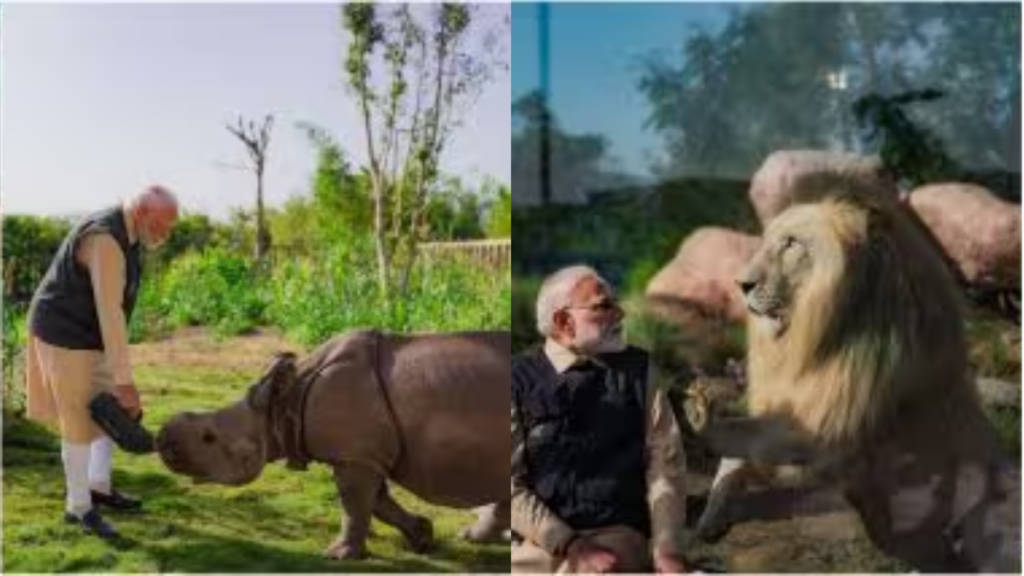 વાન્તારા પ્રાઈવેટ ઝૂ: અનંત અંબાણીના સંરક્ષણ પ્રયત્નોનો વિવાદનો સામનો કરવો પડે છે