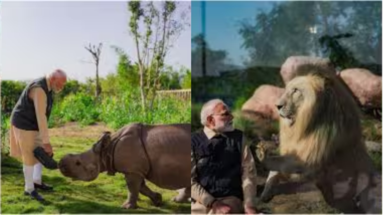 વાન્તારા પ્રાઈવેટ ઝૂ: અનંત અંબાણીના સંરક્ષણ પ્રયત્નોનો વિવાદનો સામનો કરવો પડે છે