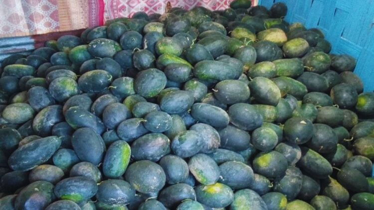 અરકા શ્યામા: અરુણાચલ પ્રદેશની તળેટીમાં ખેડુતો માટે એક આશાસ્પદ તરબૂચ વિવિધતા