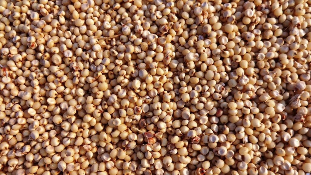 મંગલવેદ જુવરનો વિકાસ: દુષ્કાળ પ્રતિરોધક, ઉચ્ચ માંગવાળા જીઆઈ-ટ ged ગ કરેલા પાક સાથે વધુ કમાઓ