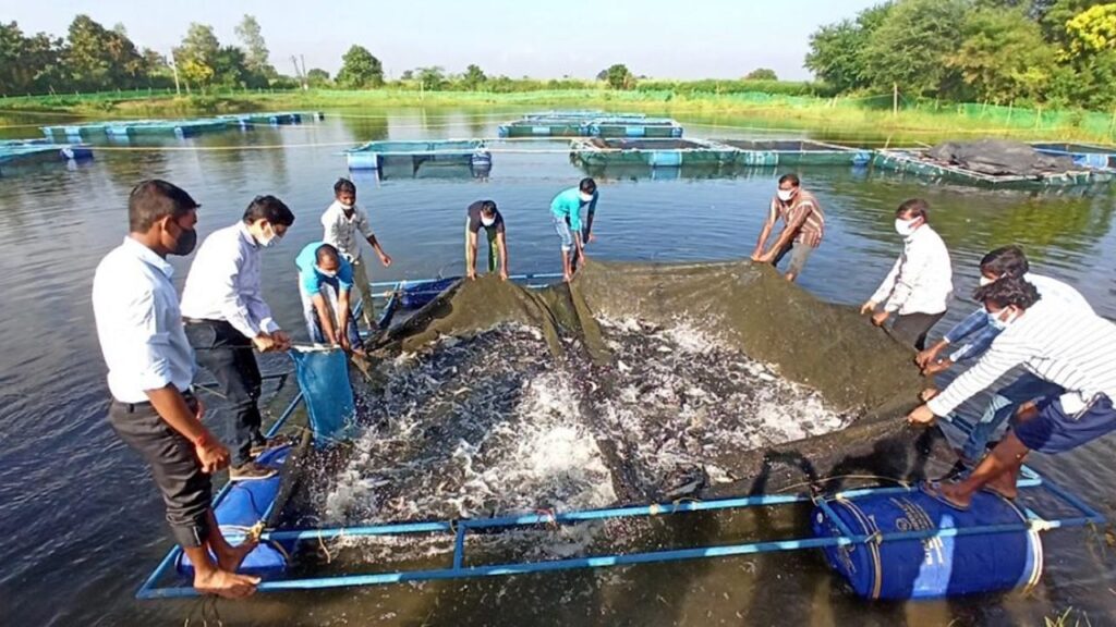 વૈવિધ્યસભર અને સમૃદ્ધિ: તમારી આવકને એકીકૃત એક્વા-એગ્રિ-મરઘાં-બકરી ખેતી સાથે વધારવી