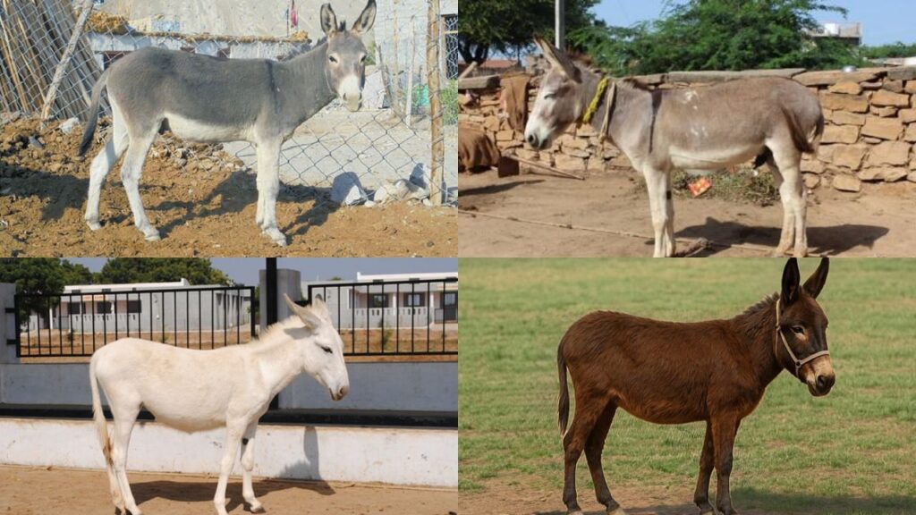 4 ભારતીય ગધેડો જાતિ તમને જાણવી જ જોઇએ: લાક્ષણિકતાઓ, આર્થિક મહત્વ અને મનોરંજક તથ્યો