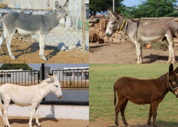 4 ભારતીય ગધેડો જાતિ તમને જાણવી જ જોઇએ: લાક્ષણિકતાઓ, આર્થિક મહત્વ અને મનોરંજક તથ્યો