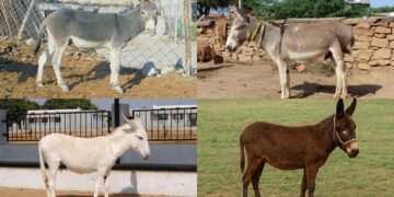 4 ભારતીય ગધેડો જાતિ તમને જાણવી જ જોઇએ: લાક્ષણિકતાઓ, આર્થિક મહત્વ અને મનોરંજક તથ્યો