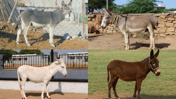 4 ભારતીય ગધેડો જાતિ તમને જાણવી જ જોઇએ: લાક્ષણિકતાઓ, આર્થિક મહત્વ અને મનોરંજક તથ્યો