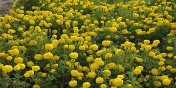 પુસા બહર: ઉત્તર ભારતમાં શિયાળાના મોર અને આકર્ષક ખેતી માટે ઉચ્ચ ઉપજ આપતી મેરીગોલ્ડ વિવિધતા
