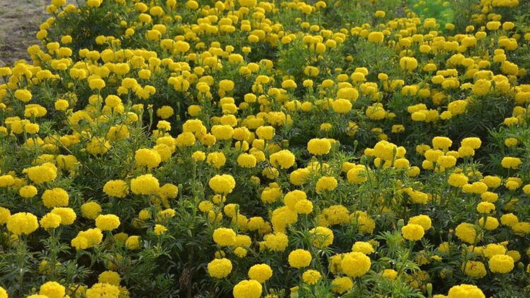 પુસા બહર: ઉત્તર ભારતમાં શિયાળાના મોર અને આકર્ષક ખેતી માટે ઉચ્ચ ઉપજ આપતી મેરીગોલ્ડ વિવિધતા