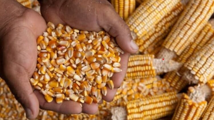 મકાઈનો નફો બૂસ્ટર: 2025 માં સ્માર્ટ ફાર્મિંગ માટે શ્રેષ્ઠ ઉચ્ચ ઉપજની જાતો પસંદ કરો