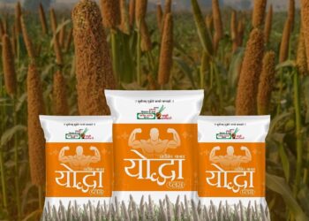 લગભગ 80 દિવસમાં લણણી તૈયાર: આ બાજરા હાઇબ્રિડ એક ગેમ ચેન્જર છે