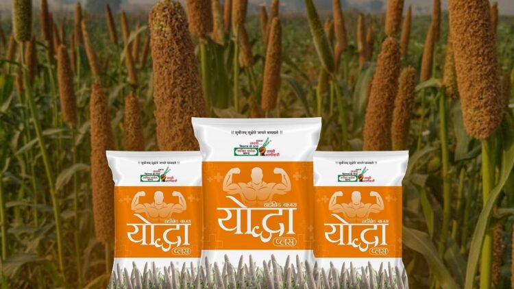 લગભગ 80 દિવસમાં લણણી તૈયાર: આ બાજરા હાઇબ્રિડ એક ગેમ ચેન્જર છે