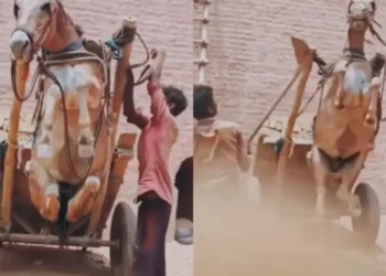 વાયરલ વિડિઓ: અમાનવીય! માણસ નિર્દયતાથી કારને ખેંચવા માટે ખચ્ચર, આઘાતમાં નેટીઝન્સને ખેંચે છે