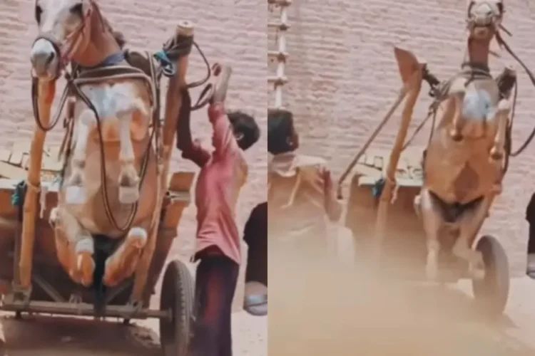 વાયરલ વિડિઓ: અમાનવીય! માણસ નિર્દયતાથી કારને ખેંચવા માટે ખચ્ચર, આઘાતમાં નેટીઝન્સને ખેંચે છે