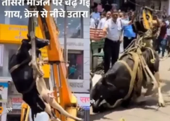 વાયરલ વિડિઓ: ગાય ત્રીજા માળે પહોંચે છે, ક્રેન તેને નીચે લાવવા માટે તૈનાત છે, નેટીઝેન કહે છે 'નેક કામ'