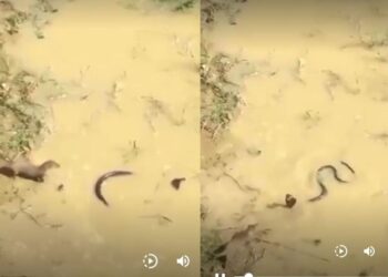 વાયરલ વિડિઓ: સાપ અને મંગૂઝ વચ્ચેની ભયાનક લડત ગૂઝબ ps મ્સ આપે છે! અંત તમારી કરોડરજ્જુ નીચે ઠંડી મોકલશે