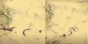 વાયરલ વિડિઓ: સાપ અને મંગૂઝ વચ્ચેની ભયાનક લડત ગૂઝબ ps મ્સ આપે છે! અંત તમારી કરોડરજ્જુ નીચે ઠંડી મોકલશે