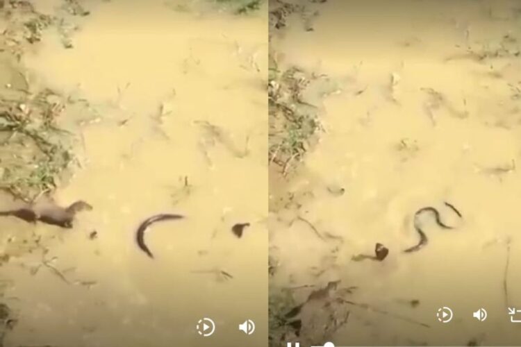 વાયરલ વિડિઓ: સાપ અને મંગૂઝ વચ્ચેની ભયાનક લડત ગૂઝબ ps મ્સ આપે છે! અંત તમારી કરોડરજ્જુ નીચે ઠંડી મોકલશે
