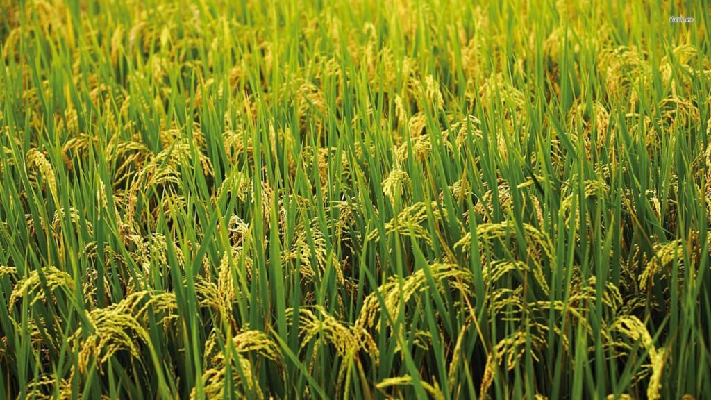 ખરીફ વાવણી 2025: પાકનો વિસ્તાર વધીને 89.29 લાખ હેક્ટર, ચોખા અને કઠોળ મજબૂત વૃદ્ધિ જુએ છે