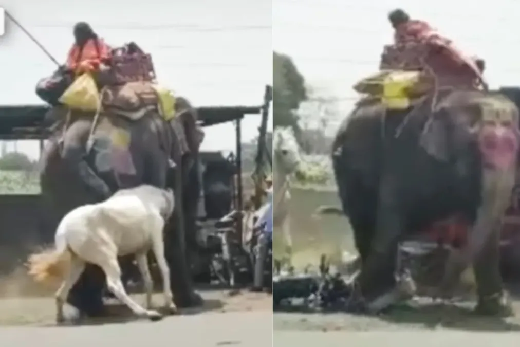 વાયરલ વિડિઓ: હાથી અને ઘોડા વચ્ચે કેમેરા પર પકડાયેલા અદ્રશ્ય ભયાનક લડત, વિડિઓ વાયરલ થાય છે