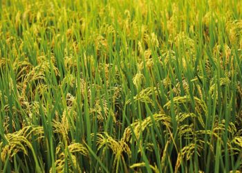 ખરીફ વાવણી 2025: પાકનો વિસ્તાર વધીને 89.29 લાખ હેક્ટર, ચોખા અને કઠોળ મજબૂત વૃદ્ધિ જુએ છે
