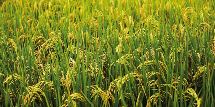ખરીફ વાવણી 2025: પાકનો વિસ્તાર વધીને 89.29 લાખ હેક્ટર, ચોખા અને કઠોળ મજબૂત વૃદ્ધિ જુએ છે