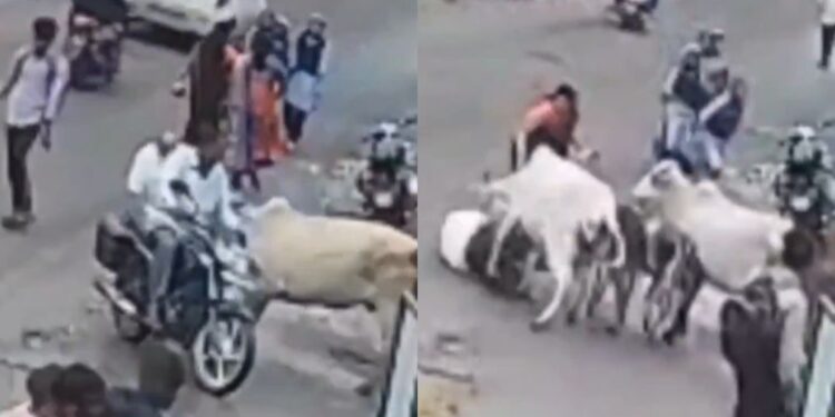 નાસિક વાયરલ વિડિઓ: બે ગાય એક વૃદ્ધ માણસ, દર્શકોને રીલ બનાવે છે