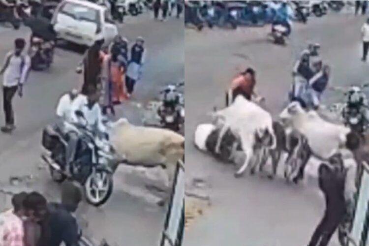 નાસિક વાયરલ વિડિઓ: બે ગાય એક વૃદ્ધ માણસ, દર્શકોને રીલ બનાવે છે