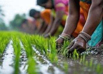 પીએમ-કિસાન 20 મી હપતા 2025: કોણ ગુમ થયેલ છે અને કેવી રીતે સાઇન અપ કરવું
