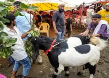 બક્રીડ 2025: મધ્યપ્રદેશ ગામમાં કાનૂની ગૂંચવણમાં બલિ વિવાદની જમીન