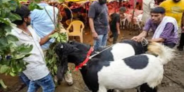 બક્રીડ 2025: મધ્યપ્રદેશ ગામમાં કાનૂની ગૂંચવણમાં બલિ વિવાદની જમીન