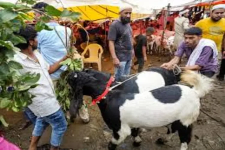 બક્રીડ 2025: મધ્યપ્રદેશ ગામમાં કાનૂની ગૂંચવણમાં બલિ વિવાદની જમીન