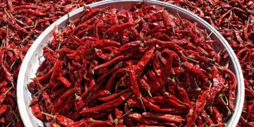 બાયડાગી મરચાં: yield ંચી ઉપજ, ઓછી ગરમી અને મોટા નફો માટે કર્ણાટકનું લાલ સોનું!