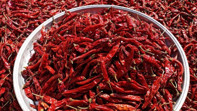 બાયડાગી મરચાં: yield ંચી ઉપજ, ઓછી ગરમી અને મોટા નફો માટે કર્ણાટકનું લાલ સોનું!