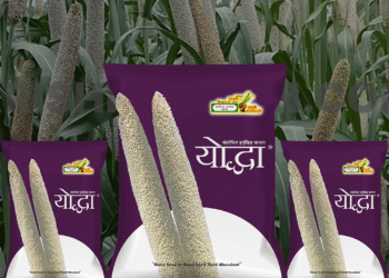 યોધ્ધા વર્ણસંકર બાજરા: ખેડુતો તેને અન્ય બાજરા જાતો કરતાં શા માટે પસંદ કરે છે
