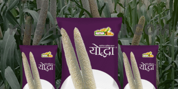 યોધ્ધા વર્ણસંકર બાજરા: ખેડુતો તેને અન્ય બાજરા જાતો કરતાં શા માટે પસંદ કરે છે