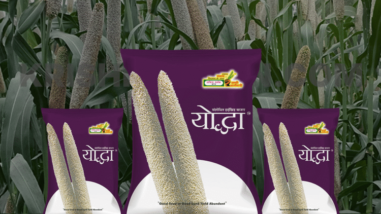 યોધ્ધા વર્ણસંકર બાજરા: ખેડુતો તેને અન્ય બાજરા જાતો કરતાં શા માટે પસંદ કરે છે