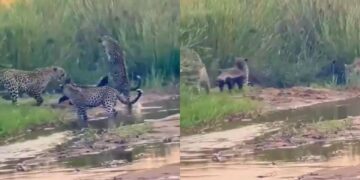 વાયરલ વિડિઓ: લોન હની બેજર એક ભયાનક લડતમાં ત્રણ ચિત્તો લે છે, પરિણામ નેટીઝન્સને આશ્ચર્યચકિત કરે છે